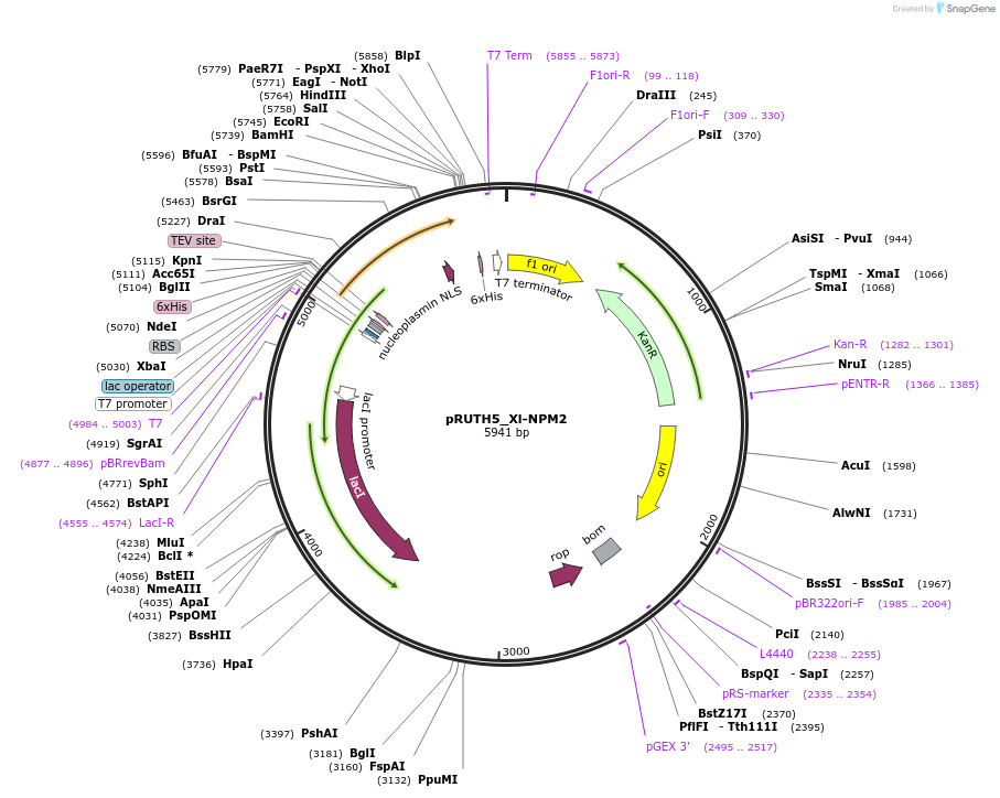 258233-plasmid-map-sequence-id-517095