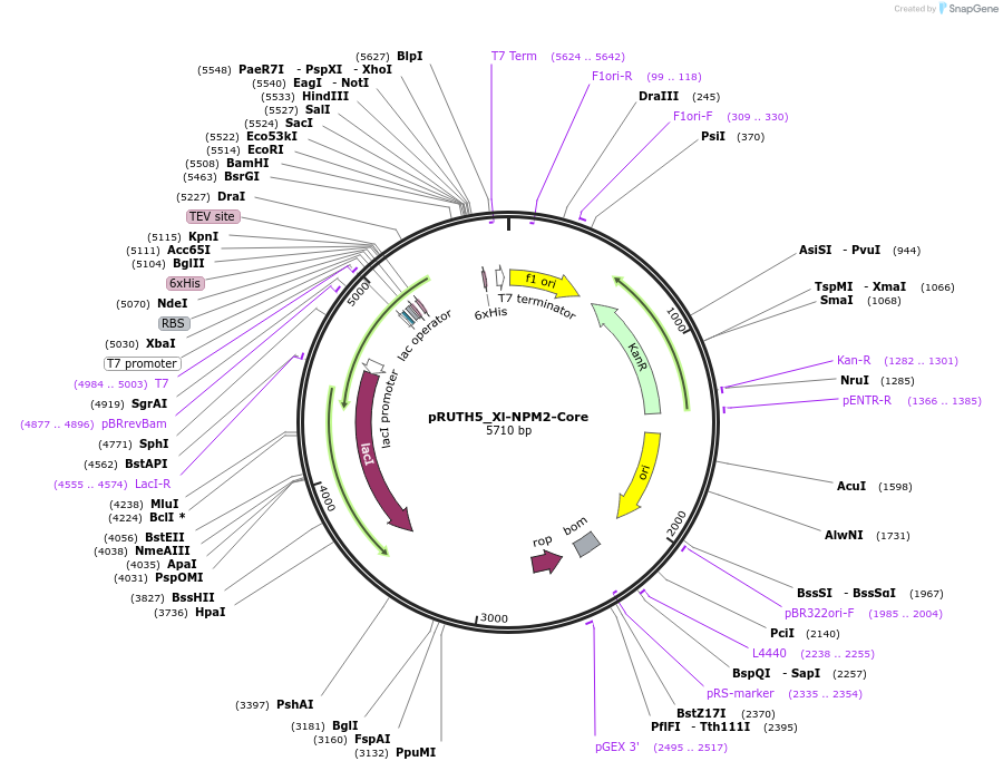 258234-plasmid-map-sequence-id-517096