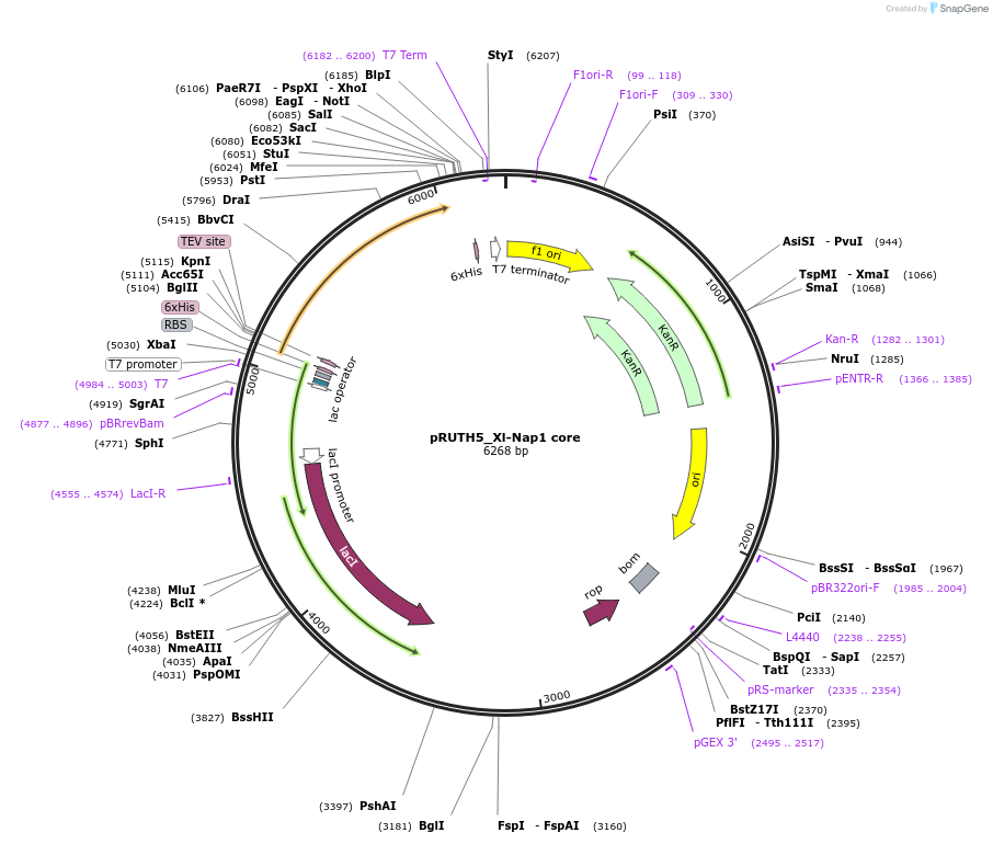 258240-plasmid-map-sequence-id-517097