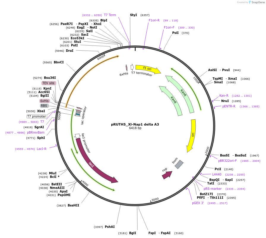 258239-plasmid-map-sequence-id-517098