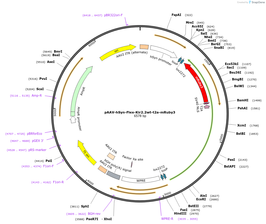 255748-plasmid-map-sequence-id-517105