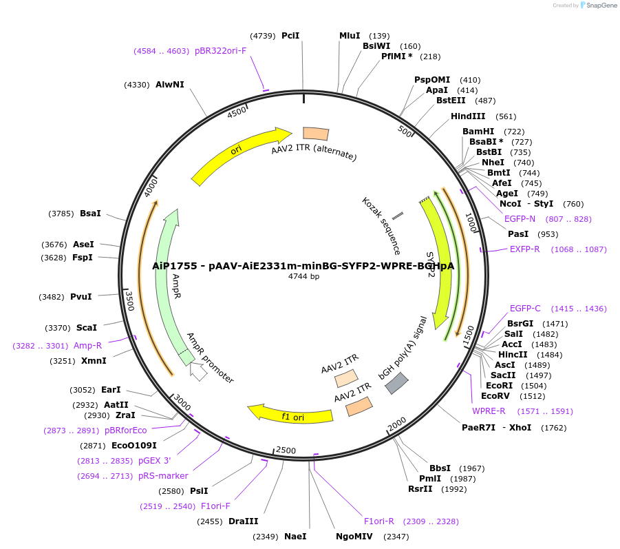 214537-plasmid-map-sequence-id-517122