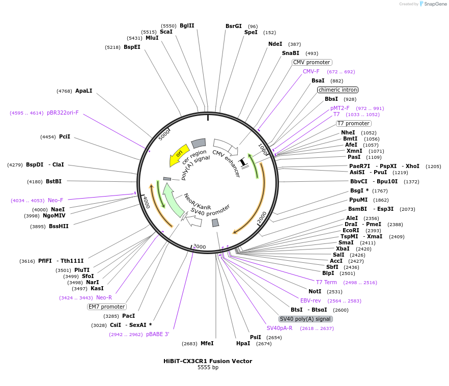 517186_map