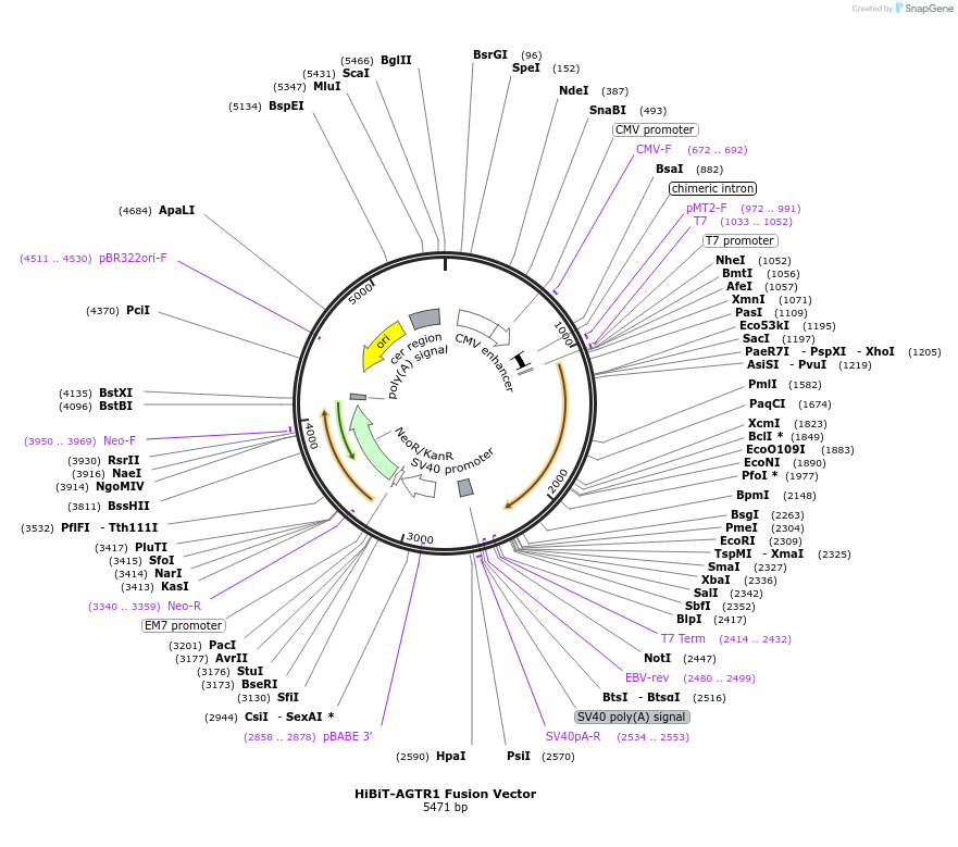 517296_map