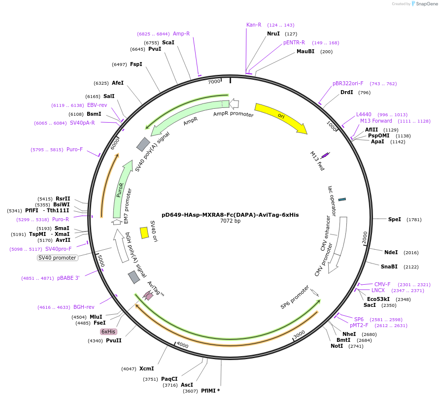 156764-plasmid-map-sequence-id-517341