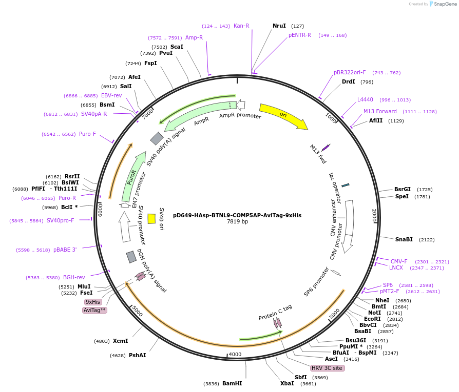 157229-plasmid-map-sequence-id-517344