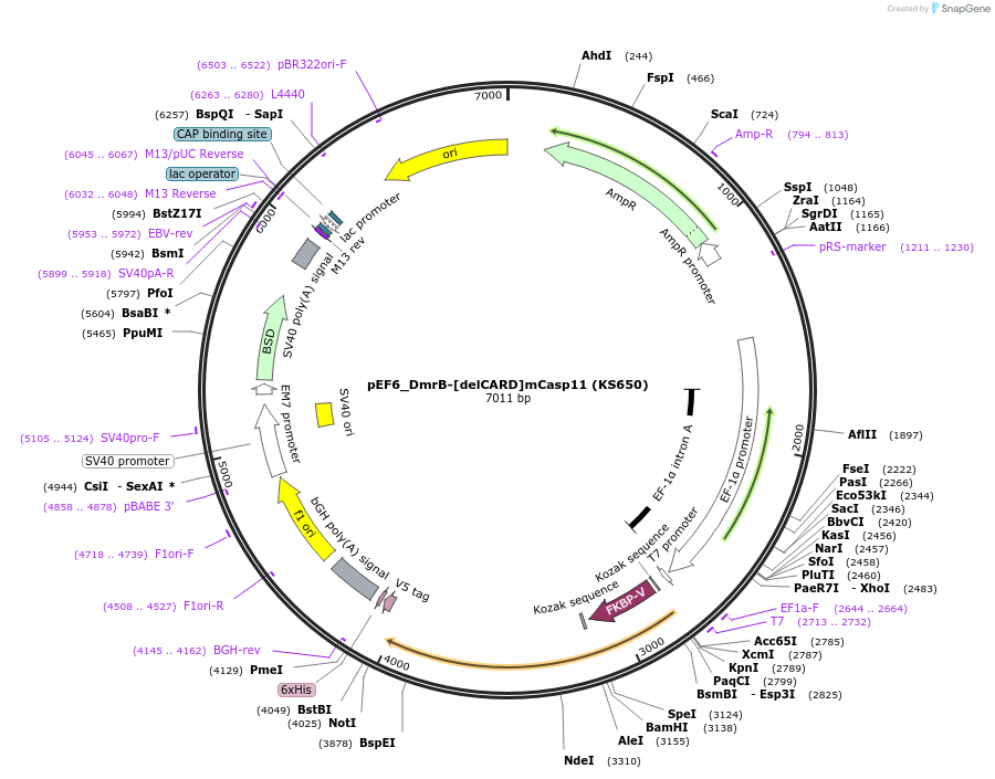259220-plasmid-map-sequence-id-517370