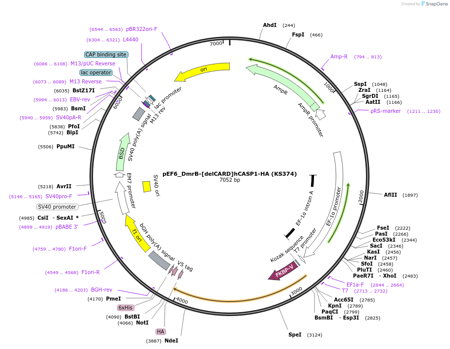 259215-plasmid-map-sequence-id-517408