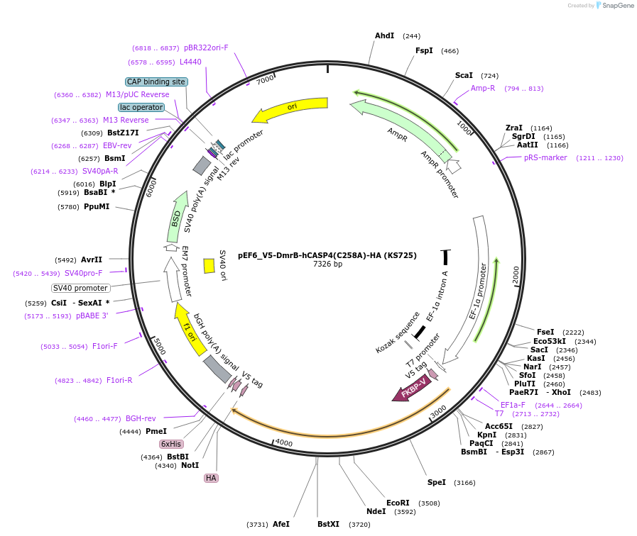 259219-plasmid-map-sequence-id-517410