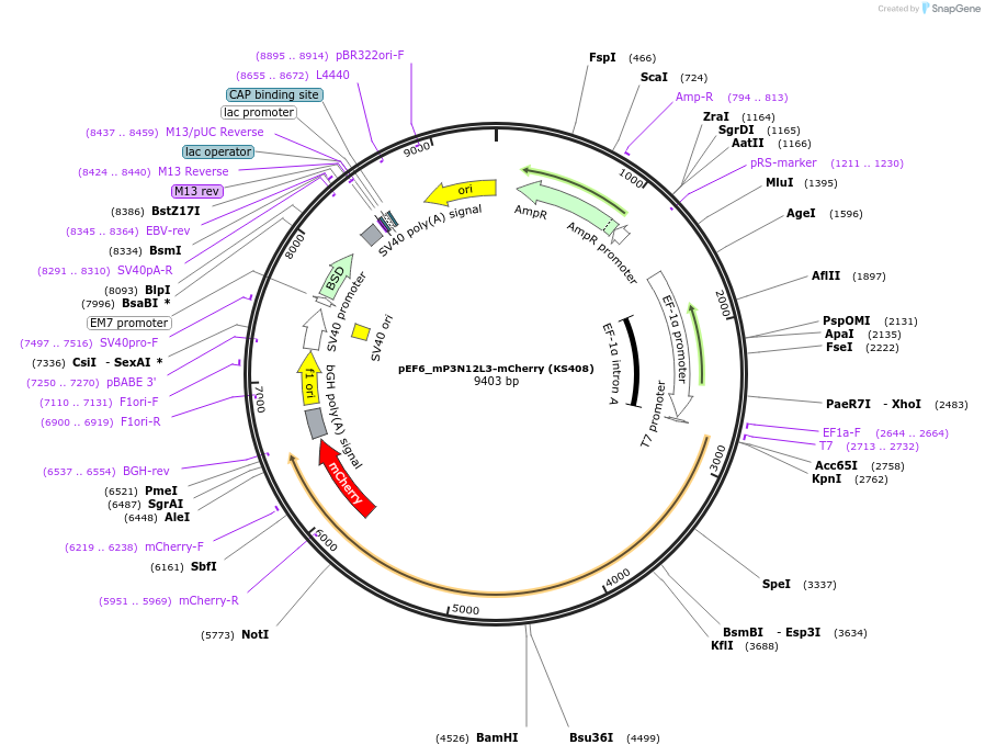 259223-plasmid-map-sequence-id-517418