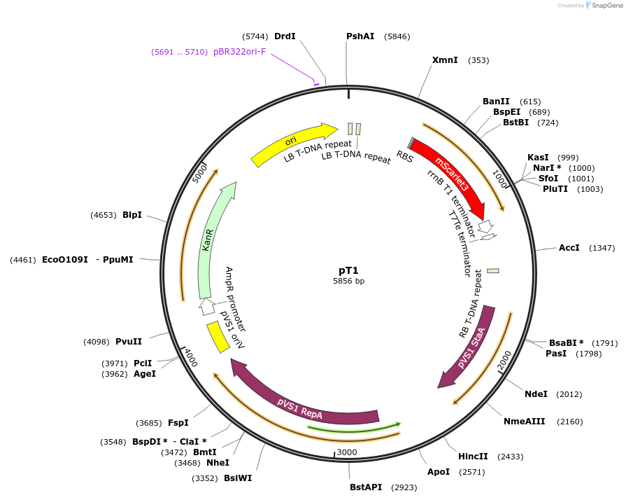 259182-plasmid-map-sequence-id-517448