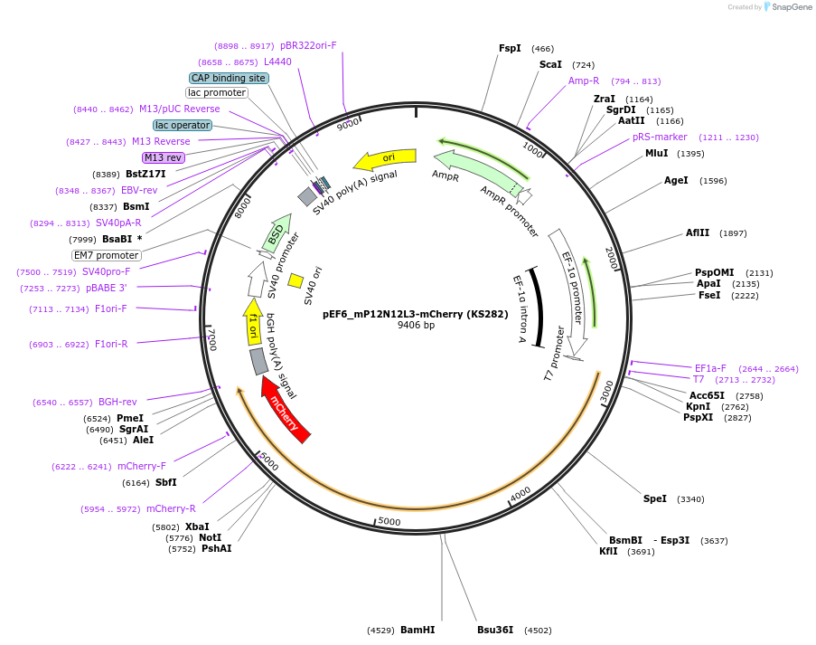 259254-plasmid-map-sequence-id-517453