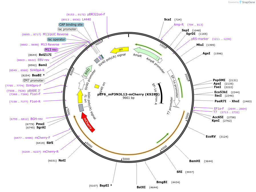 259257-plasmid-map-sequence-id-517454