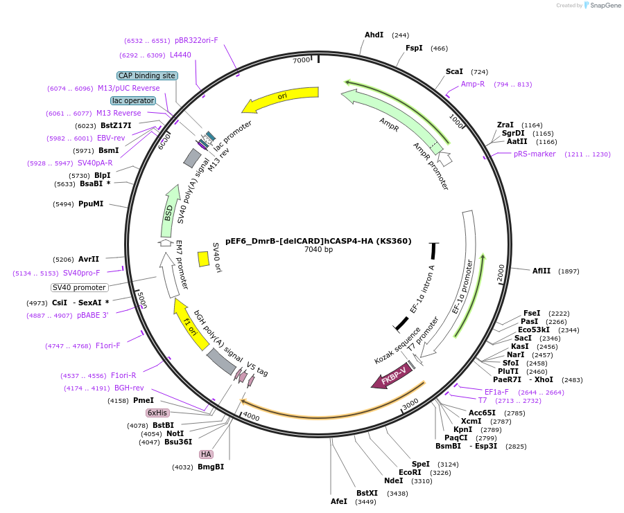 259211-plasmid-map-sequence-id-517455