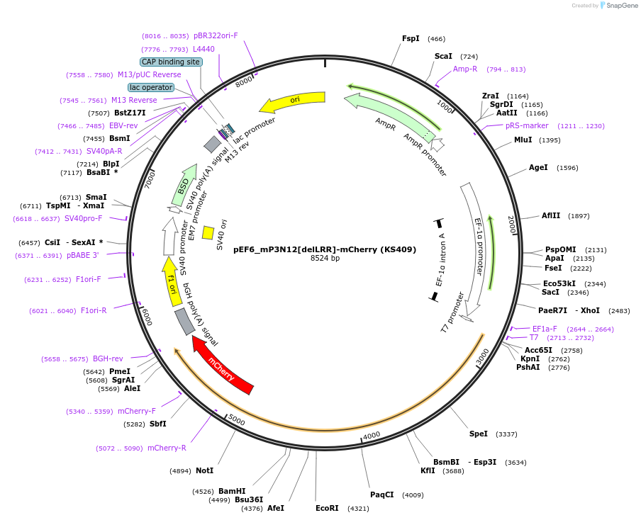 259224-plasmid-map-sequence-id-517456