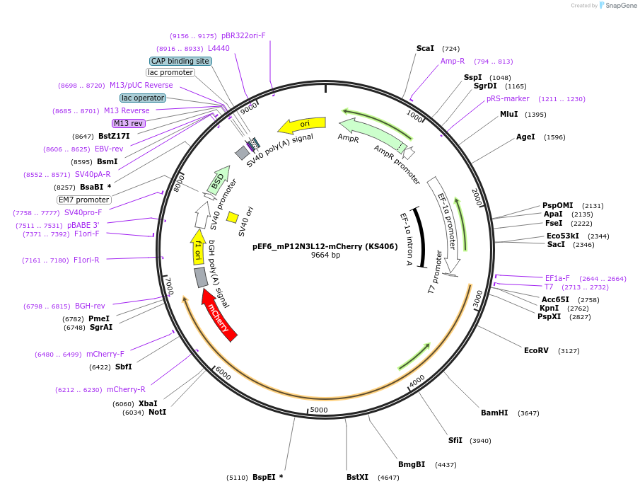 259256-plasmid-map-sequence-id-517457