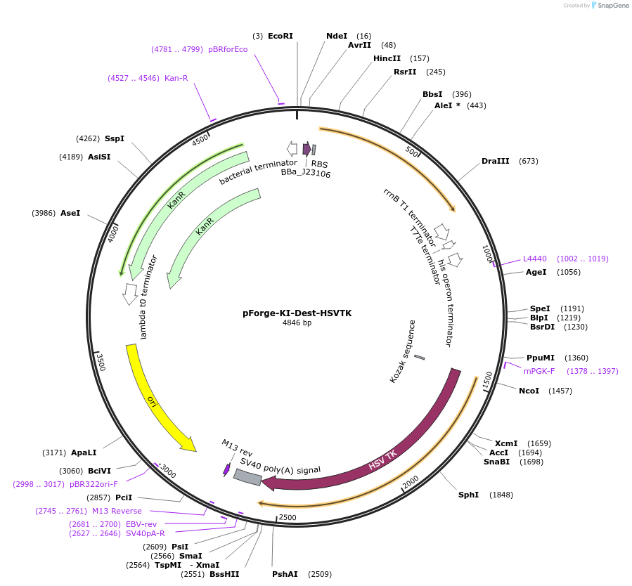 258783-plasmid-map-sequence-id-517459