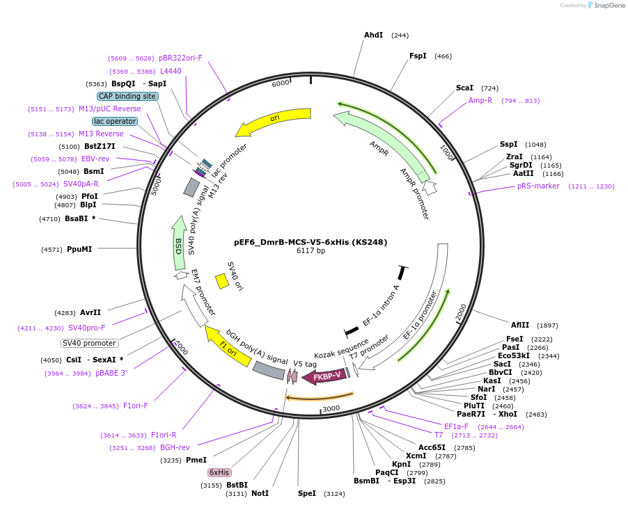 259210-plasmid-map-sequence-id-517460