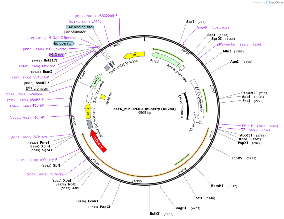 259255-plasmid-map-sequence-id-517464