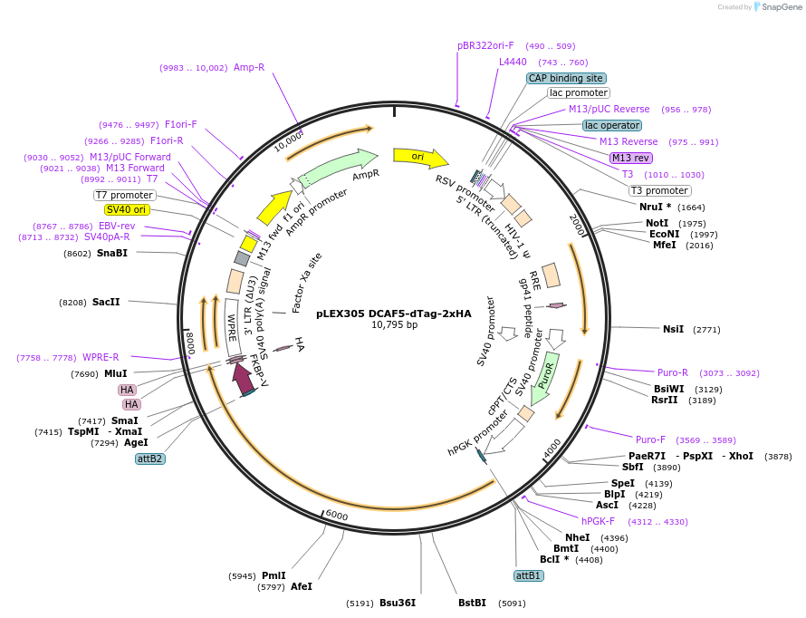 259665-plasmid-map-sequence-id-517466