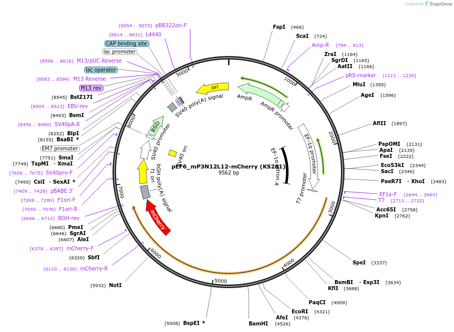 259258-plasmid-map-sequence-id-517469