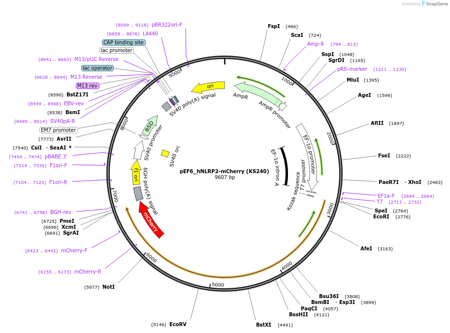 259228-plasmid-map-sequence-id-517475