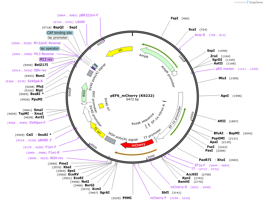 259225-plasmid-map-sequence-id-517476