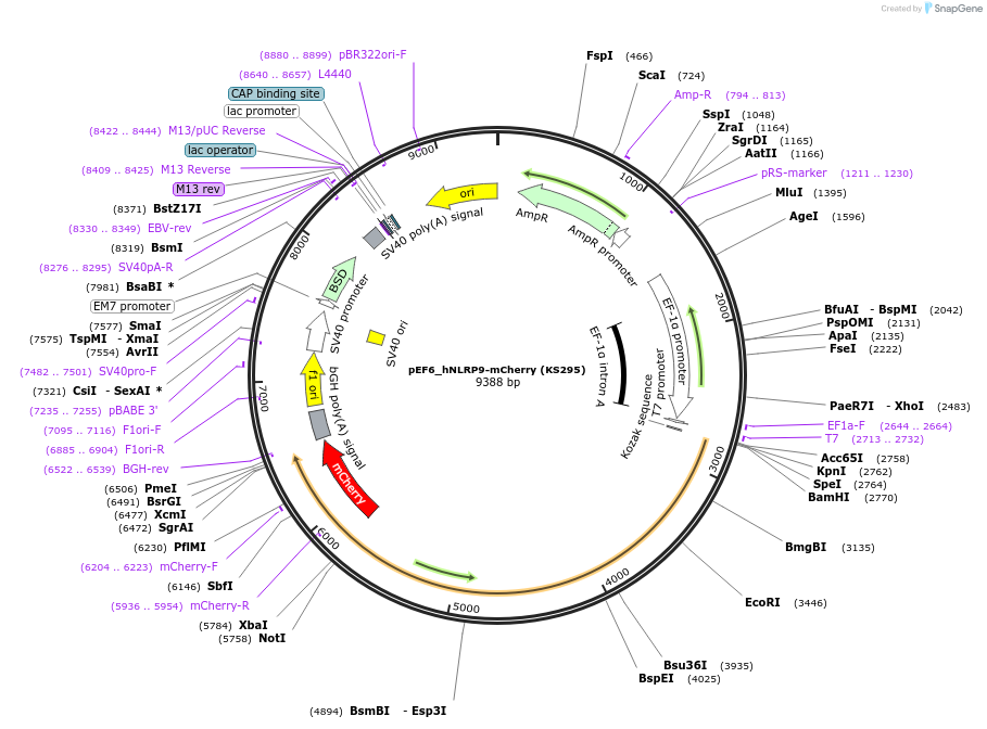 259238-plasmid-map-sequence-id-517477