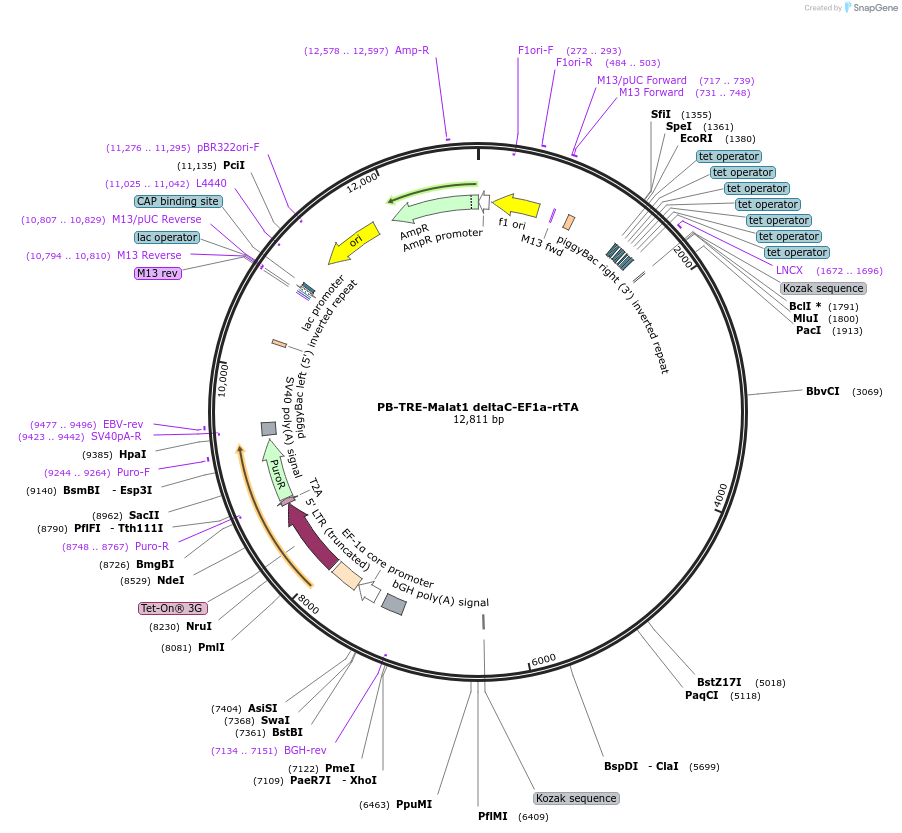 259548-plasmid-map-sequence-id-517485