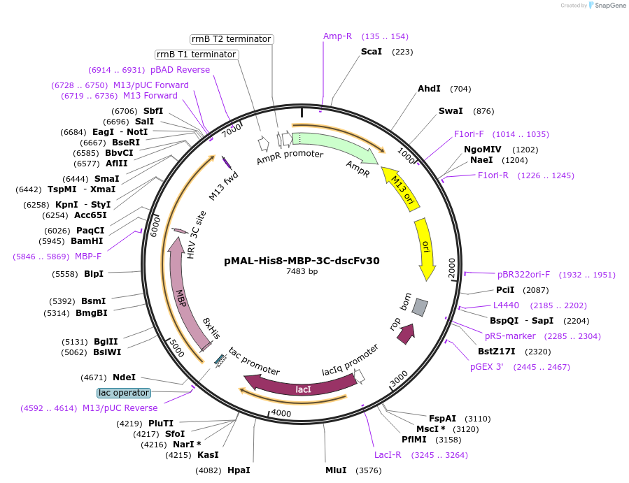 259690-plasmid-map-sequence-id-517492
