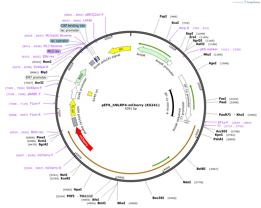 259233-plasmid-map-sequence-id-517499