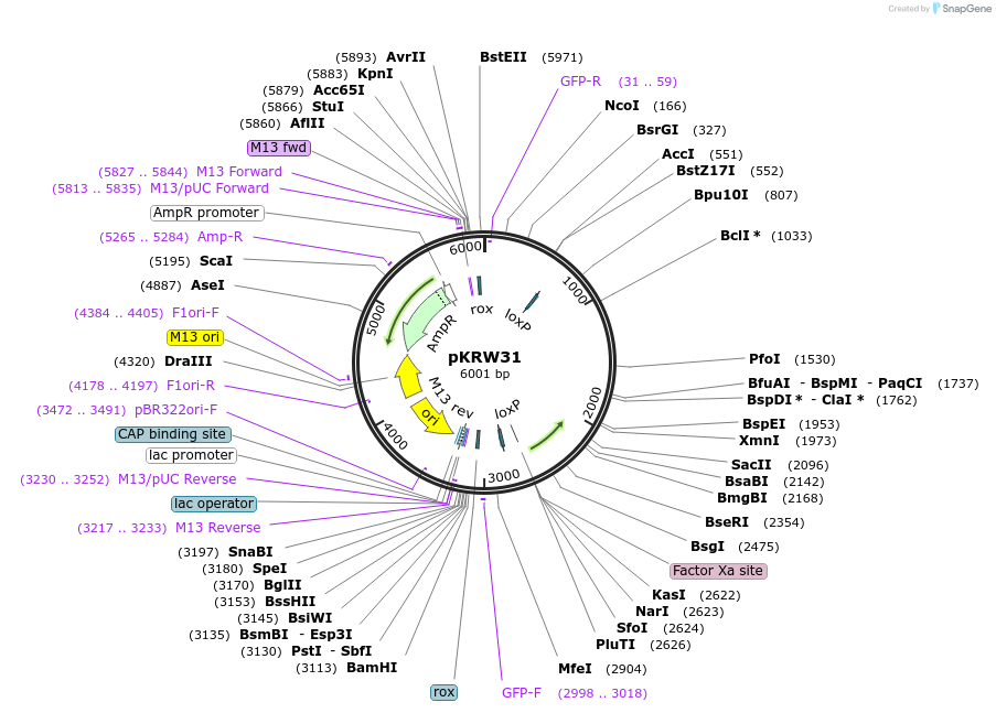517501_map