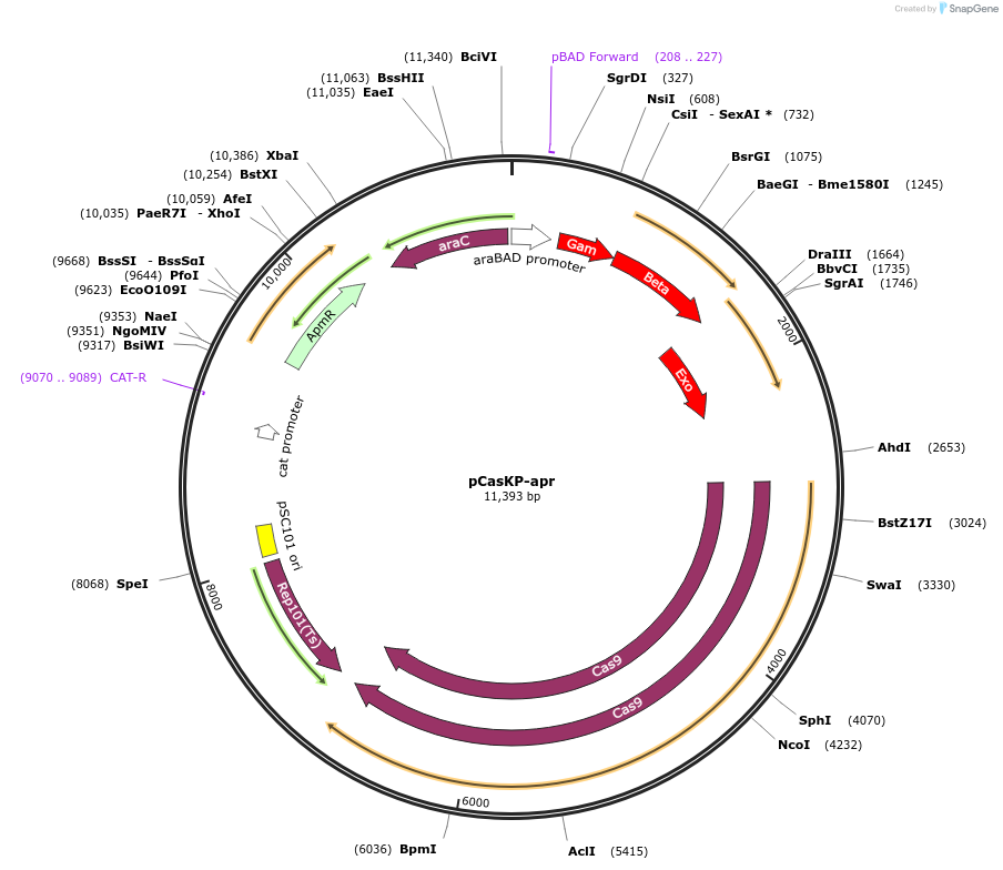 117231-plasmid-map-sequence-id-517514