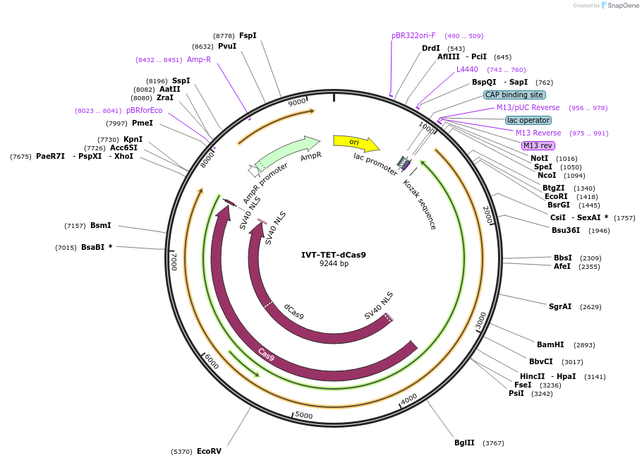 258408-plasmid-map-sequence-id-517516