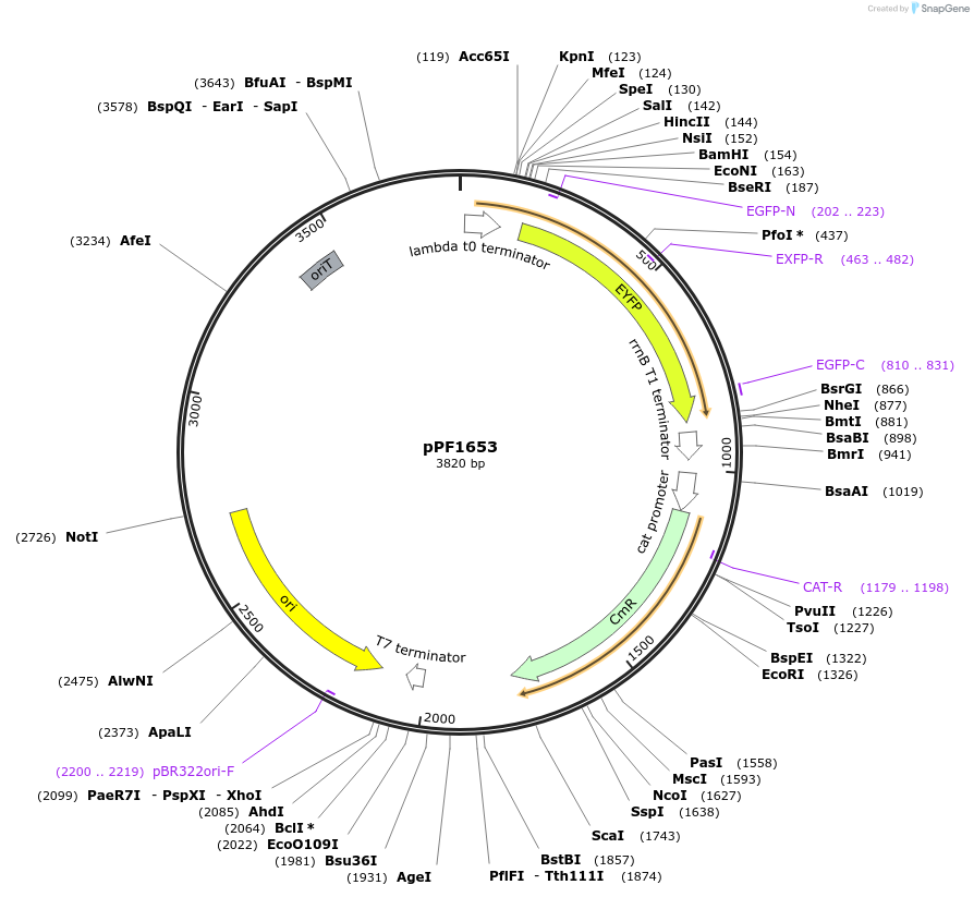 254186-plasmid-map-sequence-id-517547