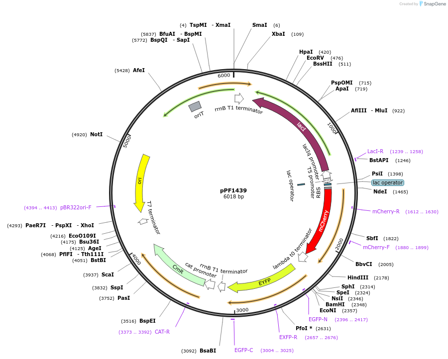 254184-plasmid-map-sequence-id-517551
