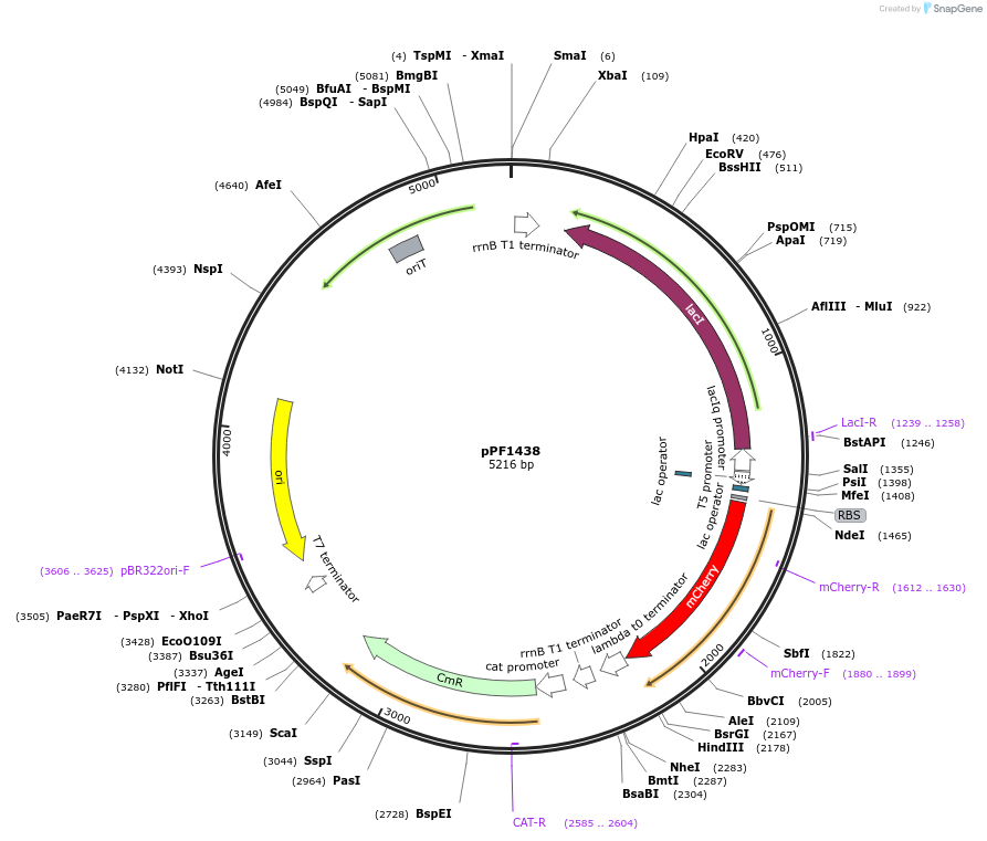 254185-plasmid-map-sequence-id-517552