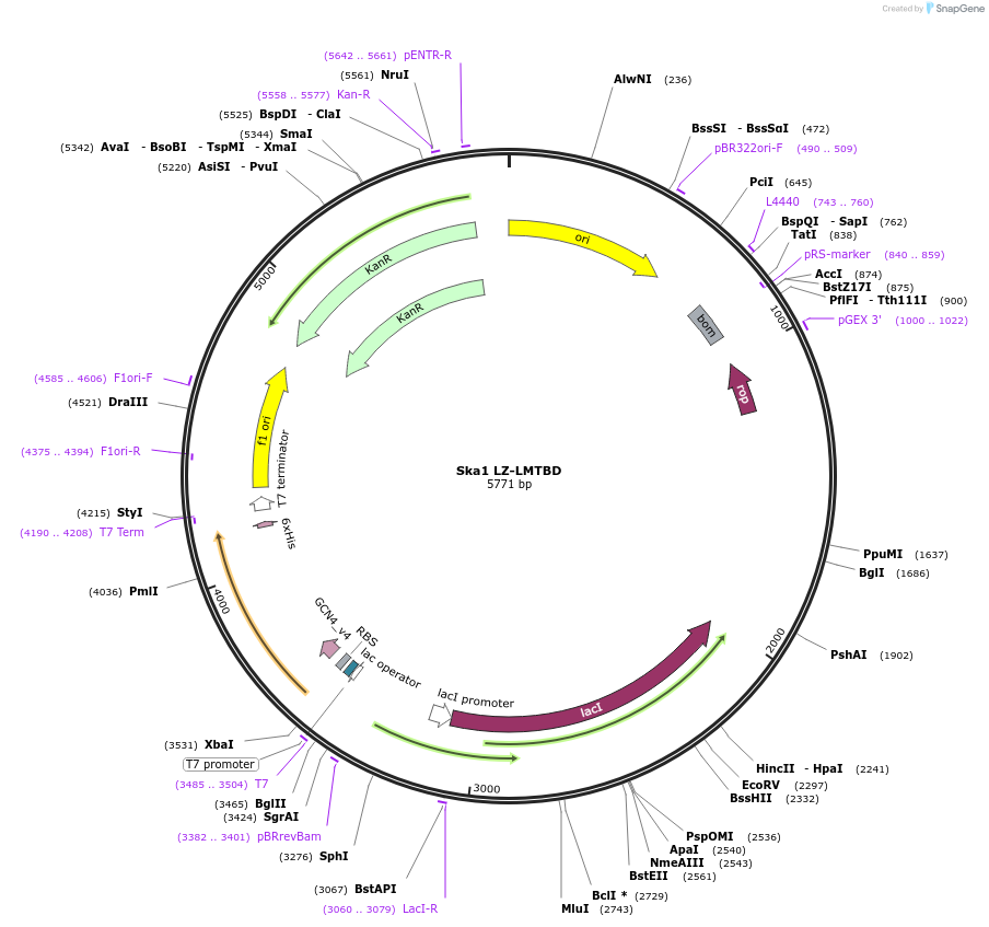253361-plasmid-map-sequence-id-517653