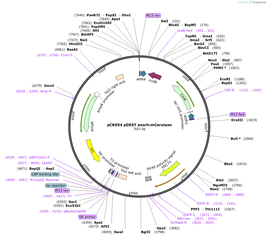 195985-plasmid-map-sequence-id-517654