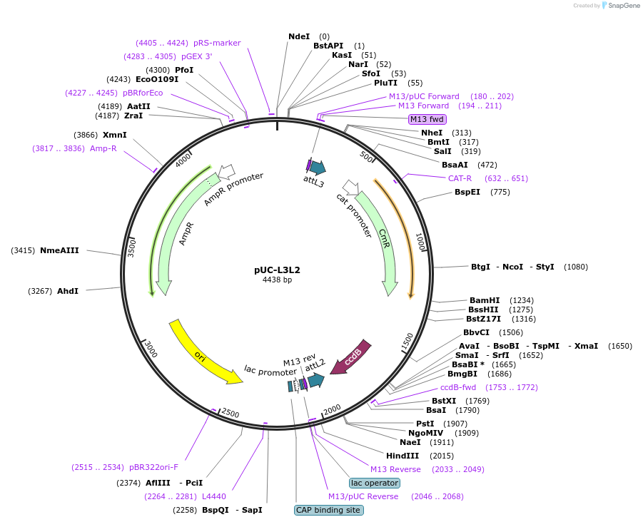 114019-plasmid-map-sequence-id-517656