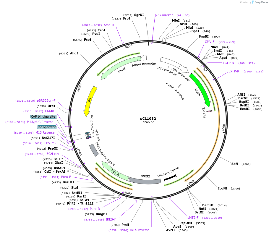 252435-plasmid-map-sequence-id-517662