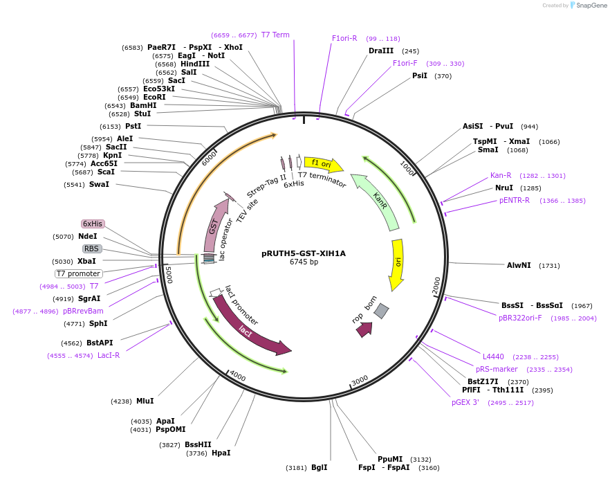 258229-plasmid-map-sequence-id-517740