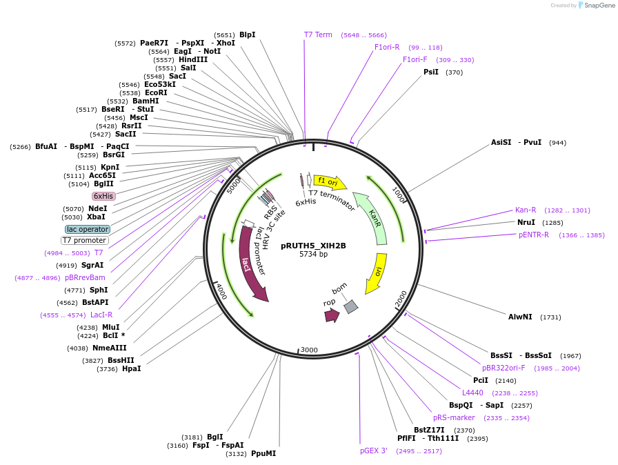 258227-plasmid-map-sequence-id-517741