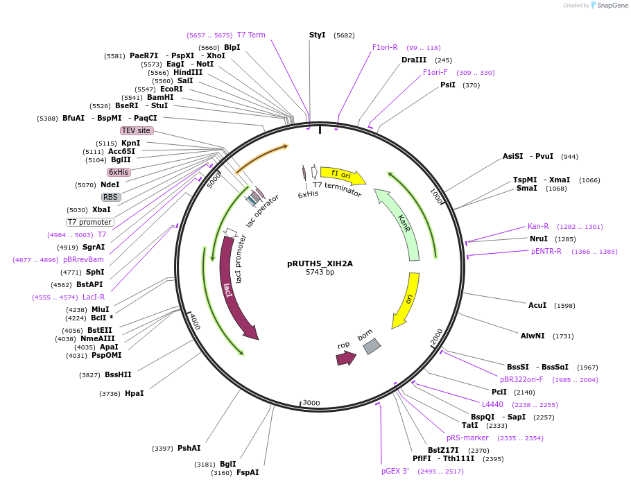 258226-plasmid-map-sequence-id-517743