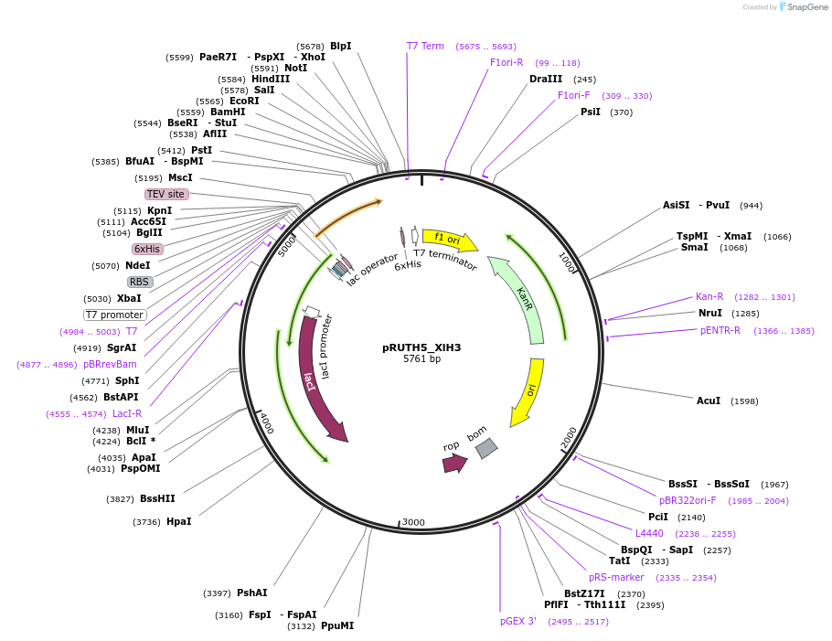 258228-plasmid-map-sequence-id-517744
