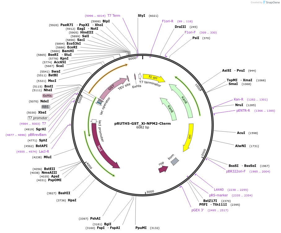 258236-plasmid-map-sequence-id-517745