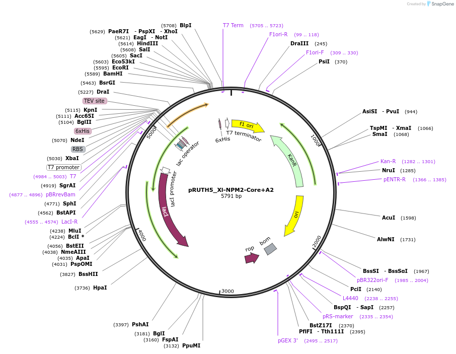 258235-plasmid-map-sequence-id-517747
