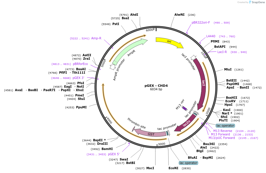 255103-plasmid-map-sequence-id-517760