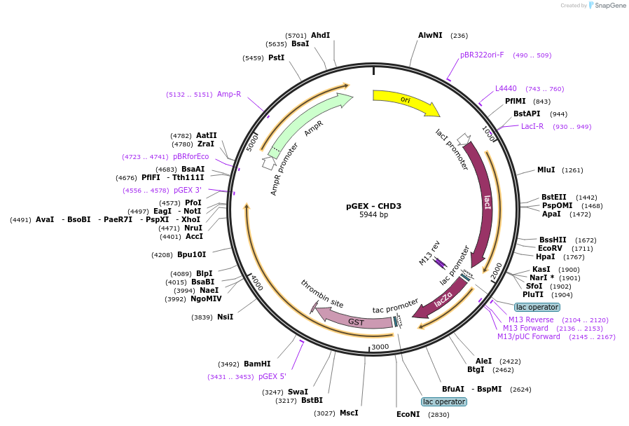 255102-plasmid-map-sequence-id-517761