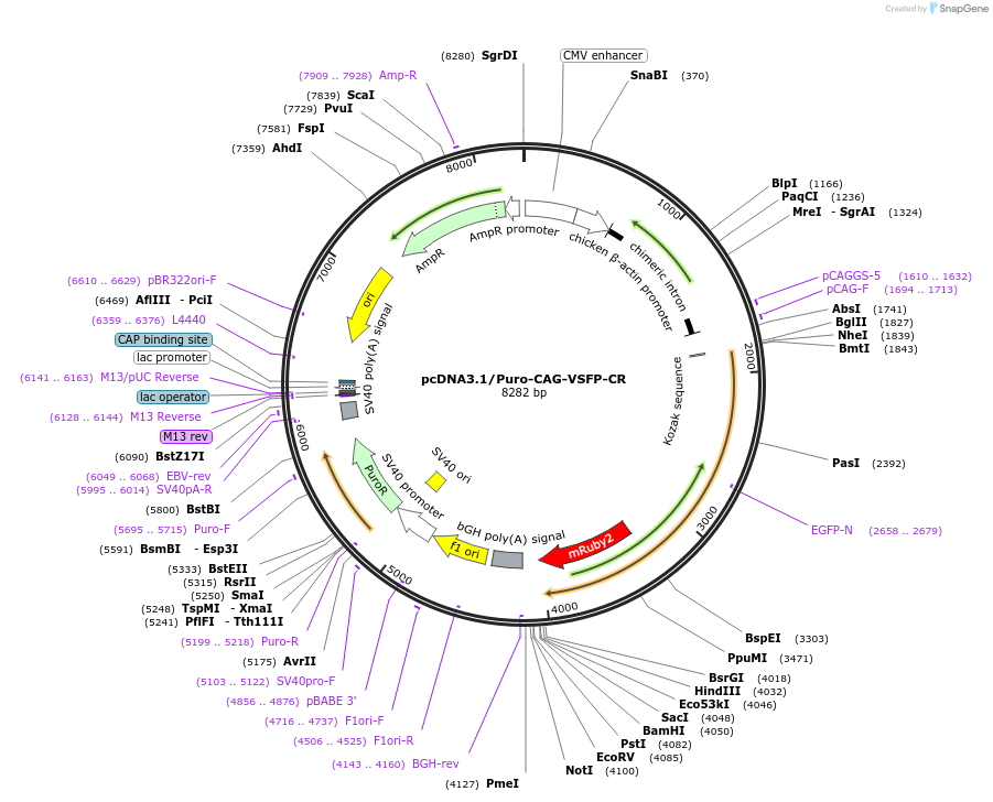 40257-plasmid-map-sequence-id-51778